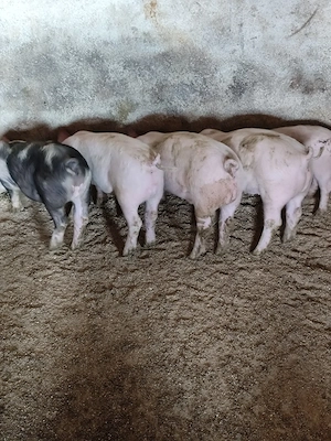 Purcei de vânzare  - imagine 5