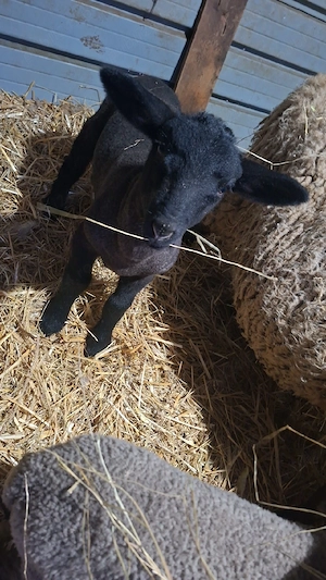 Vănd oi suffolk cu miei - imagine 5