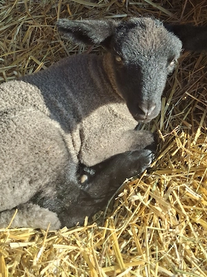 Vănd oi suffolk cu miei - imagine 4