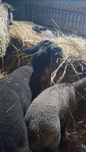 Vănd oi suffolk cu miei - imagine 2
