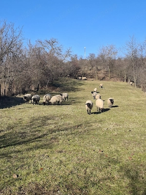 Vănd oi suffolk cu miei
