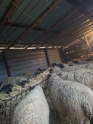 Vănd oi suffolk cu miei - imagine 3