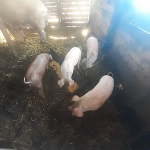 vând 4 șoldănei - imagine 2