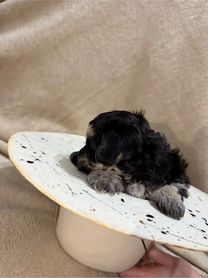 Yorkshire Biewer Terrier - imagine 2