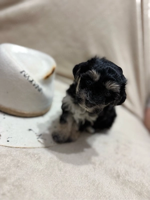 Yorkshire Biewer Terrier