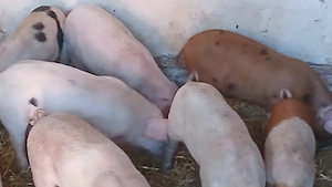 purcei 10 săptămâni 