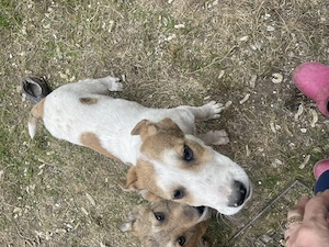 Toby are 5luni.Deparazitat vaccinat microcipat.