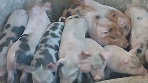 purcei 8-9 saptamana