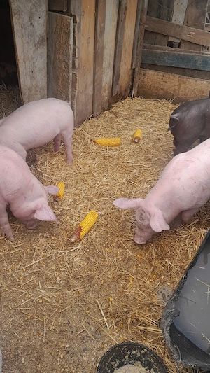 Purcei de vânzare - imagine 3