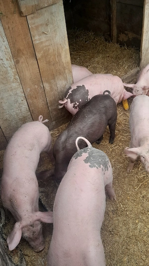 Purcei de vânzare - imagine 2