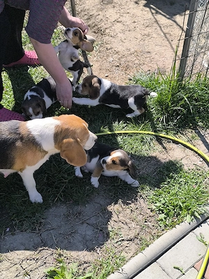 beagle tricolor - imagine 4