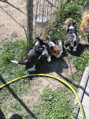 beagle tricolor 