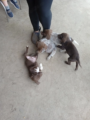 Căței Brac German cu par scurt 