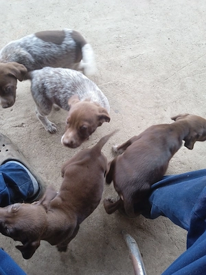 Căței Brac German cu par scurt  - imagine 4