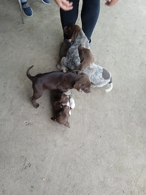 Căței Brac German cu par scurt  - imagine 2