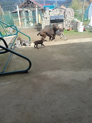 Căței Brac German cu par scurt  - imagine 5