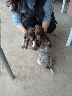 Căței Brac German cu par scurt  - imagine 3