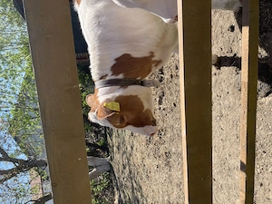 Vând vițea red holstein  - imagine 4