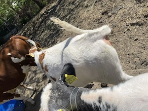 Vând vițea red holstein  - imagine 5