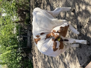 Vând vițea red holstein  - imagine 2