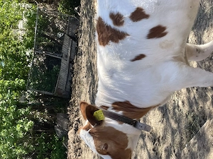 Vând vițea red holstein  - imagine 3