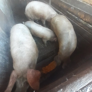 vând porci - imagine 2