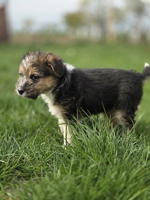 Vand catei Yorkshire Terrier - imagine 2