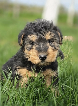 Vand catei jagdterrieri!