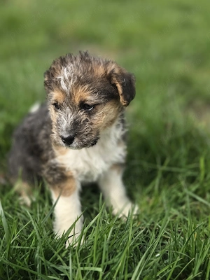 Vand catei Yorkshire Terrier - imagine 4