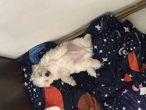 vand pui bichon maltez