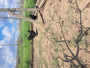 Puisori și oua australorp negru - imagine 4