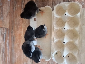 Puisori și oua australorp negru - imagine 2