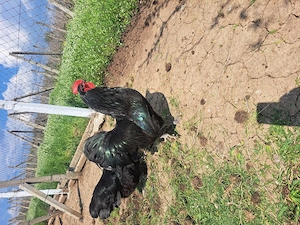 Puisori și oua australorp negru - imagine 5