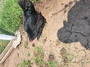 Puisori și oua australorp negru - imagine 3