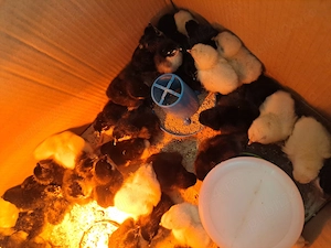 Puisori și oua australorp negru