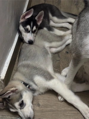 Se vand Pui de Husky Siberian - imagine 3