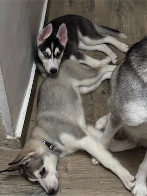 Se vand Pui de Husky Siberian - imagine 2