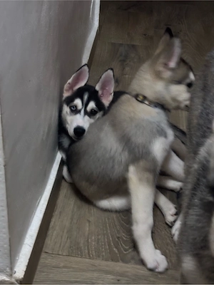 Se vand Pui de Husky Siberian