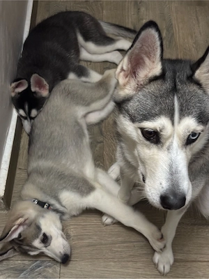 Se vand Pui de Husky Siberian - imagine 4