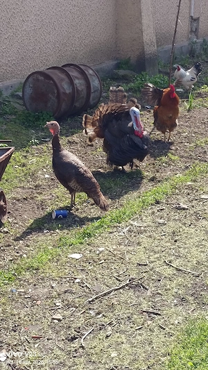 vand un curcan si o curca  - imagine 3