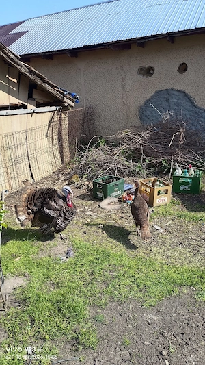 vand un curcan si o curca  - imagine 4