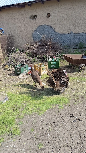 vand un curcan si o curca  - imagine 5