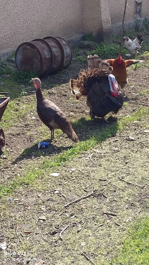 vand un curcan si o curca 