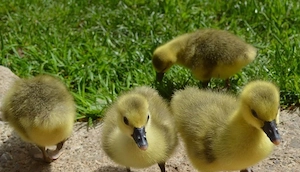 Boboci gască Africana