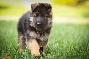 Ciobanesc german - Noii tai prieteni loiali isi cauta camin! - imagine 3