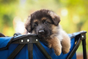 Ciobanesc german - Noii tai prieteni loiali isi cauta camin! - imagine 2