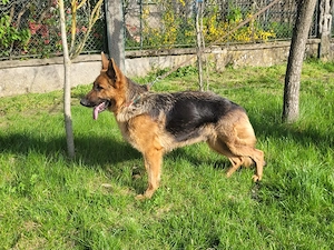 Ciobanesc german - Noii tai prieteni loiali isi cauta camin! - imagine 4