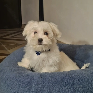Bichon Maltese baietel