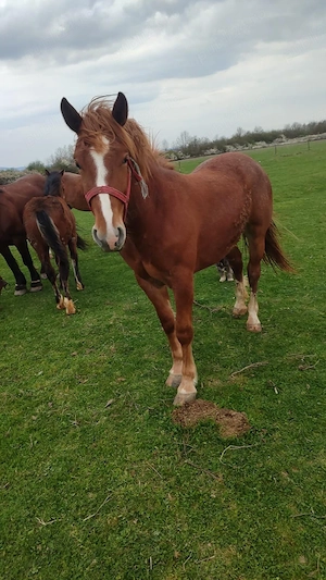 Vand  2 manze  - imagine 2