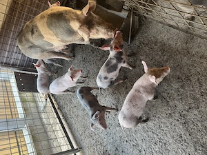 Purcei de 8 săptămâni  - imagine 5